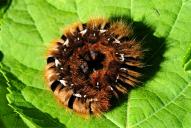 Lasiocampa quercus (Raupe)