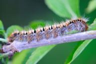 Lasiocampa quercus (Raupe)