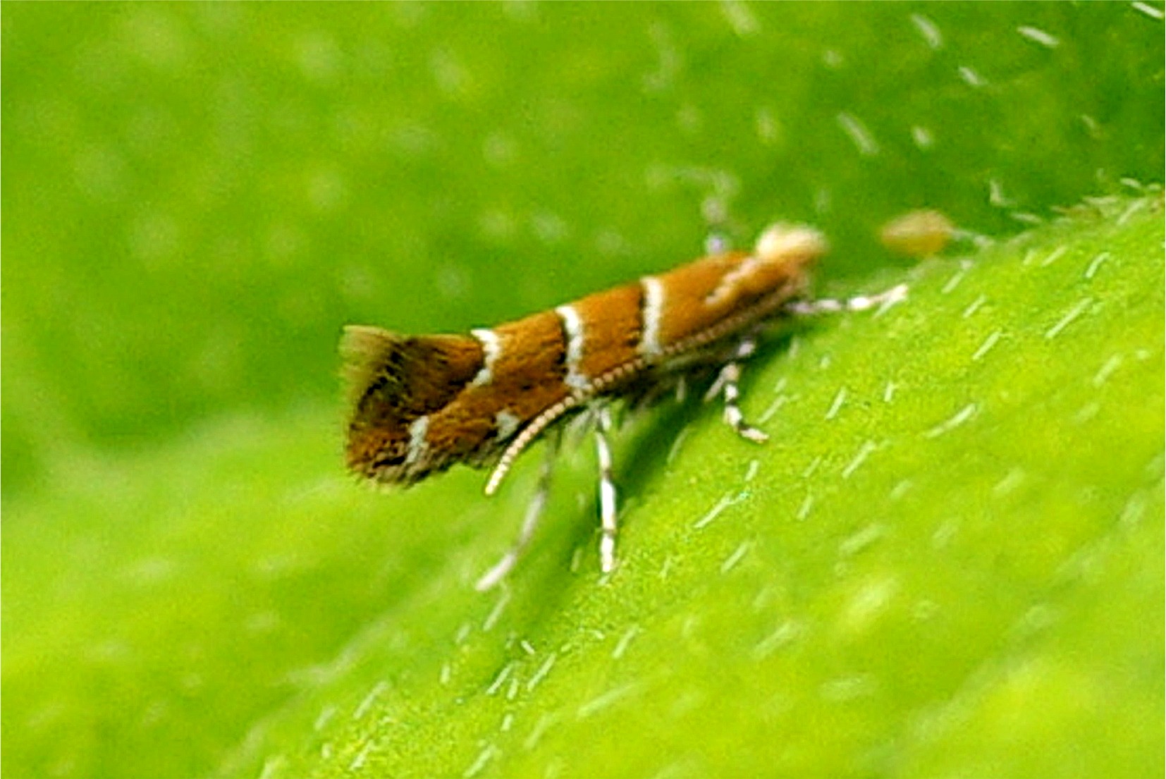 Cameraria ohridella