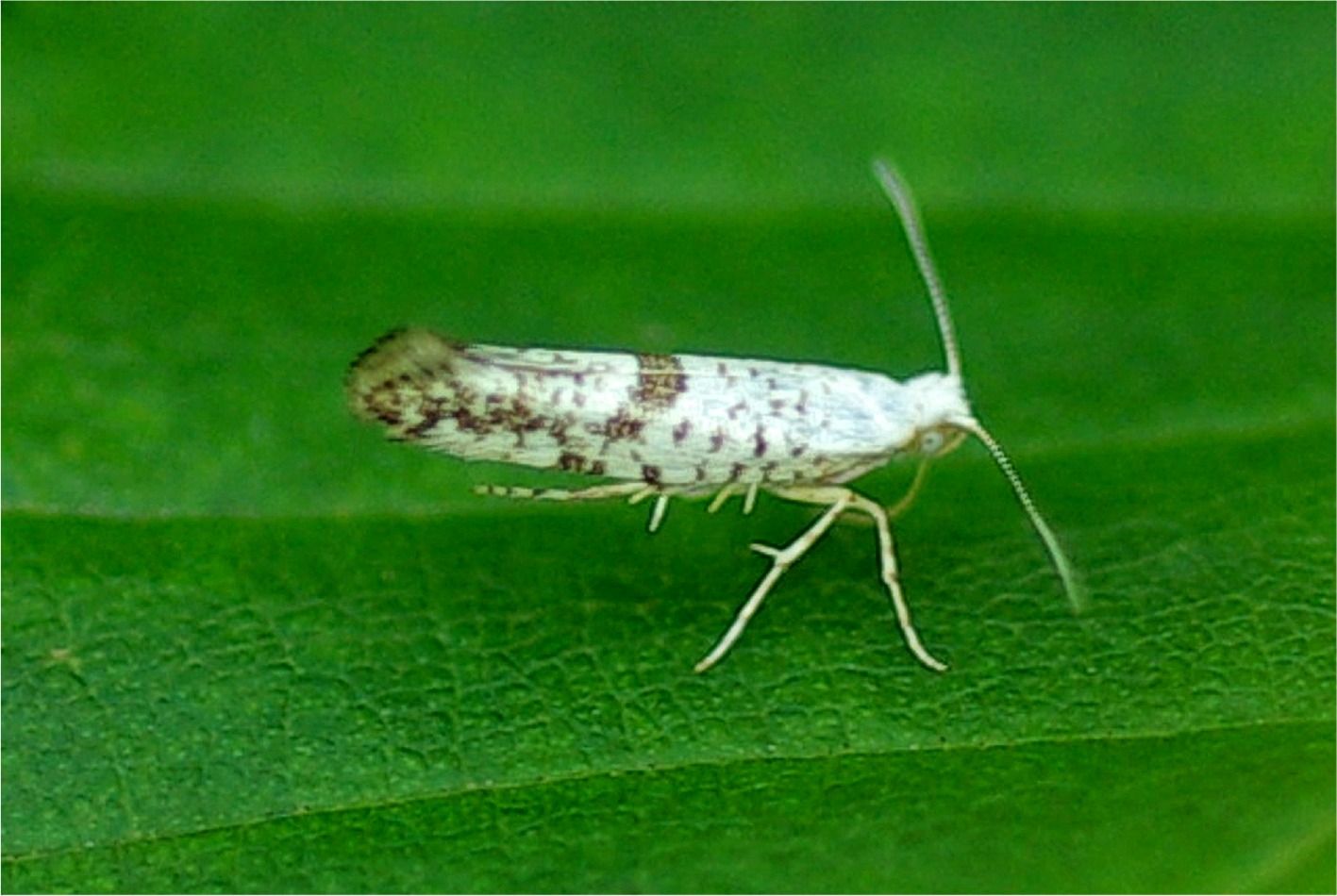 Argyresthia curvella