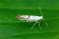 Argyresthia curvella