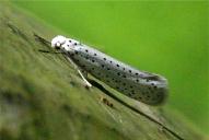 Yponomeuta evonymella