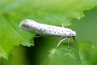Yponomeuta evonymella