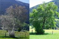 Yponomeuta evonymella