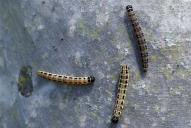 Yponomeuta evonymella