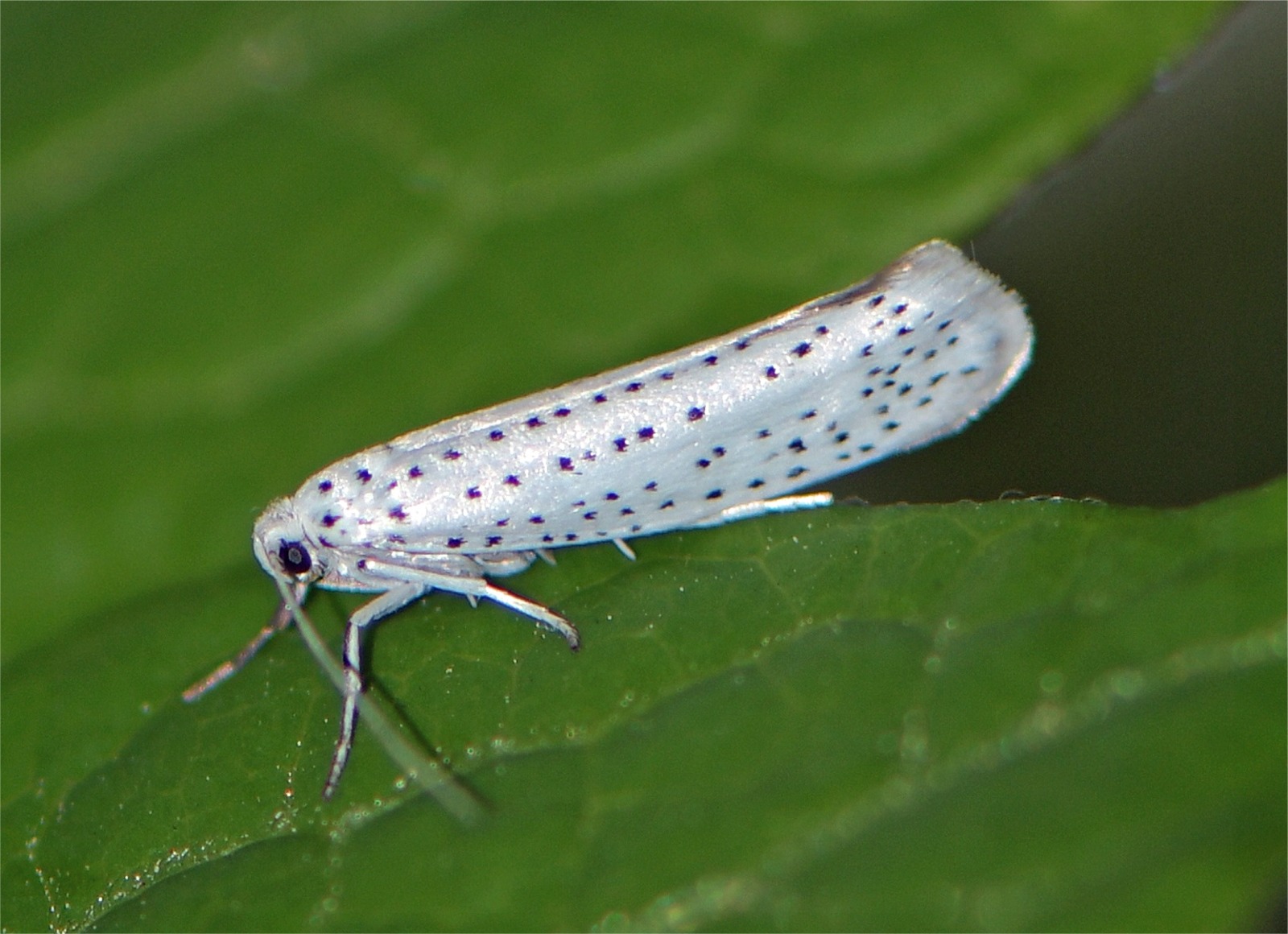 Yponomeuta evonymella