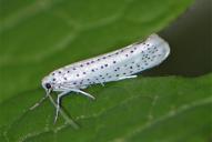 Yponomeuta evonymella