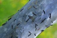 Yponomeuta evonymella