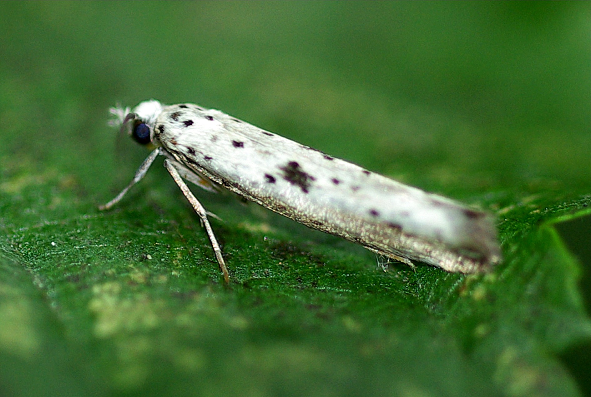 Yponomeuta plumbella