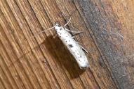 Yponomeuta plumbella