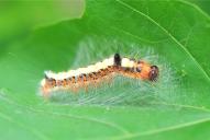 Acronicta psi (Raupe)