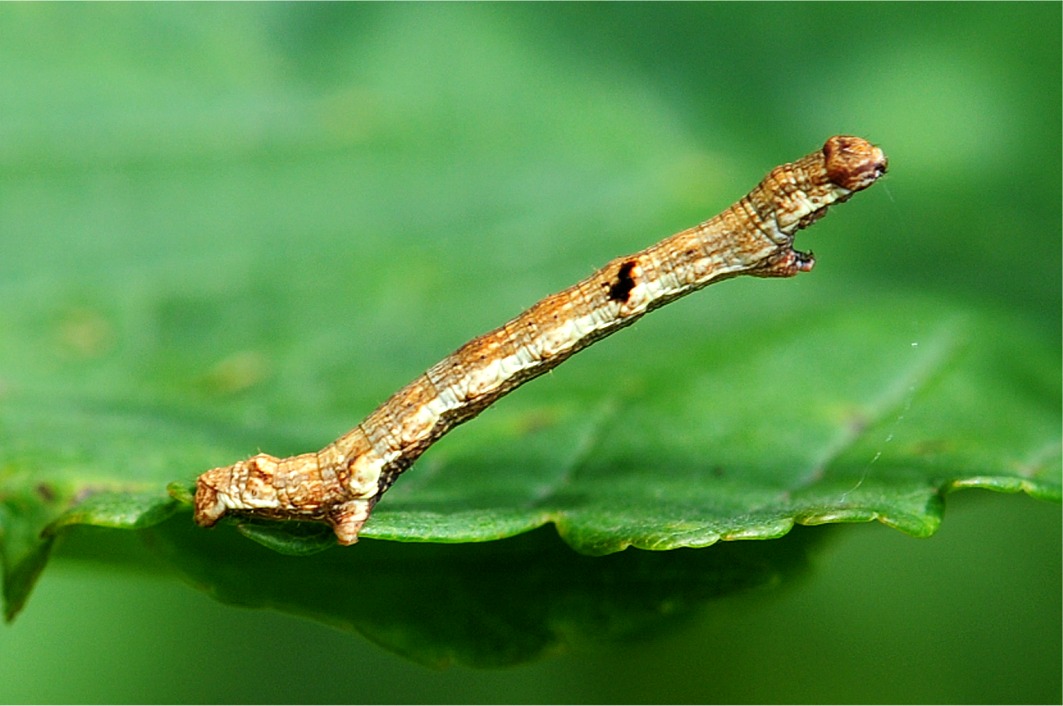 Ectropis crepuscularia (Raupe)