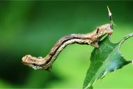 Ectropis crepuscularia (Raupe)