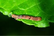 Ectropis crepuscularia (Raupe)