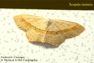 Scopula imitaria