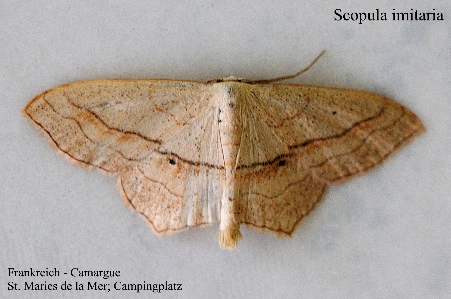 Scopula imitaria