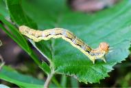 Erannis defoliaria (Raupe)