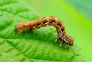 Erannis defoliaria (Raupe)