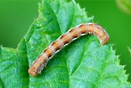 Erannis defoliaria (Raupe)