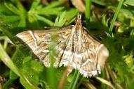 Diasemia reticularis