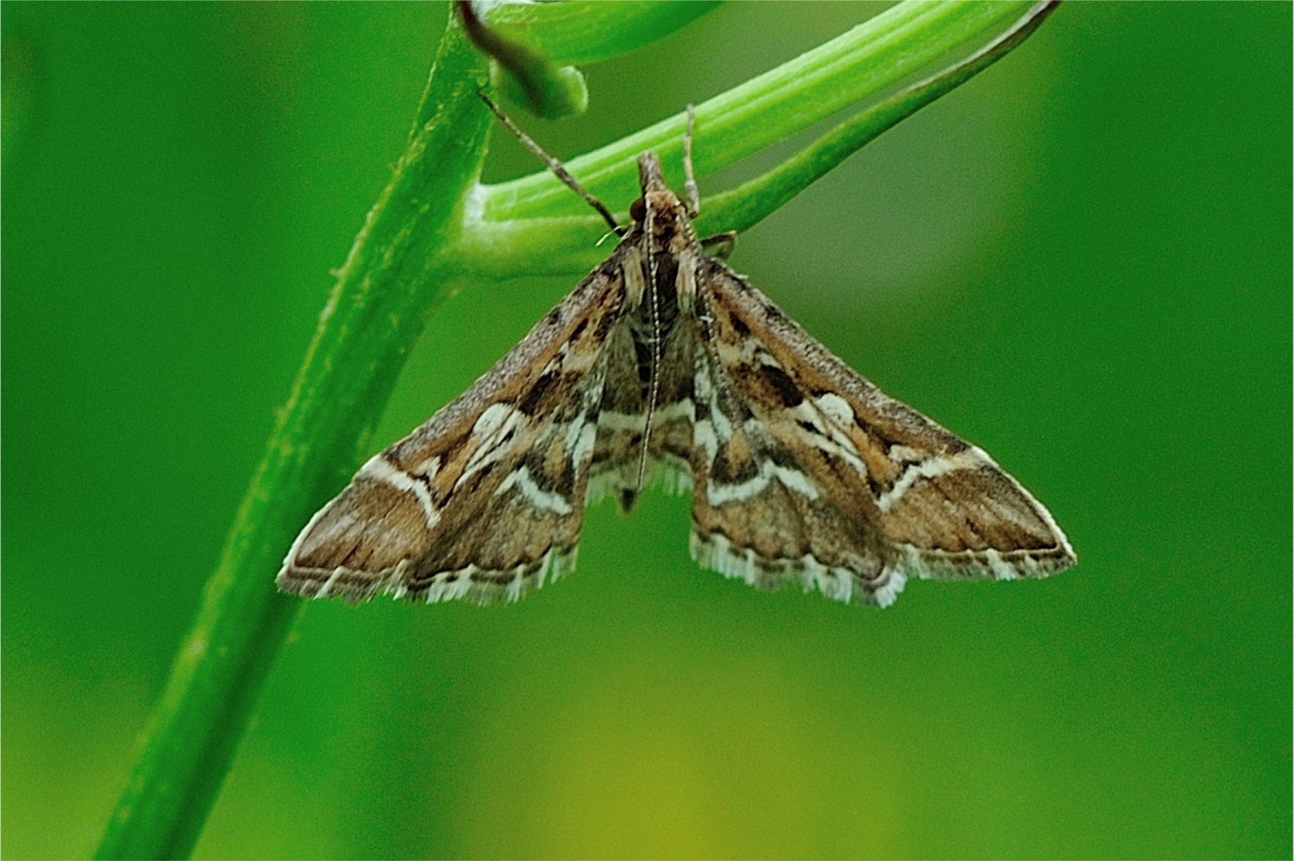 Diasemia reticularis