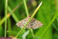 Diasemia reticularis