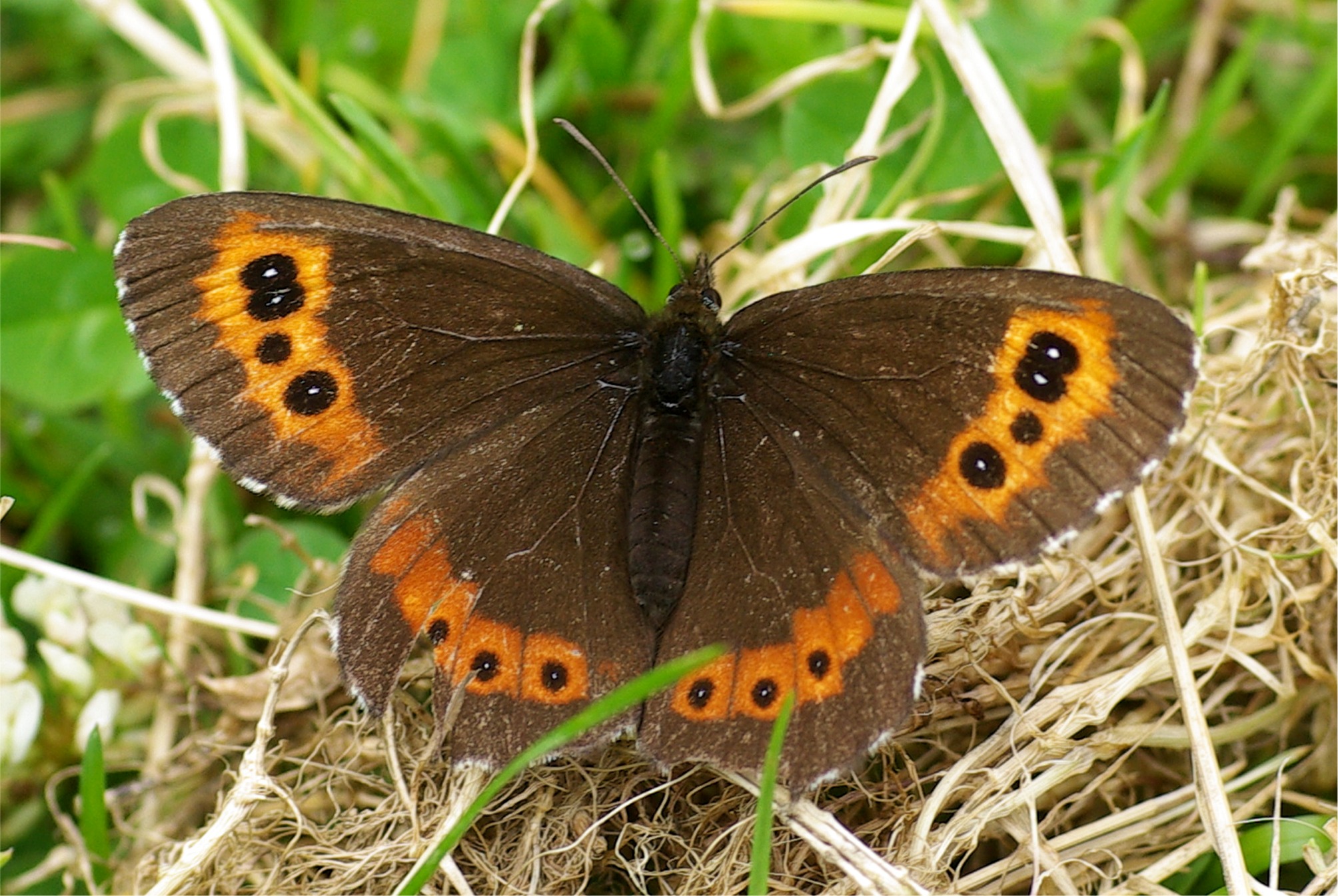 Erebia ligea