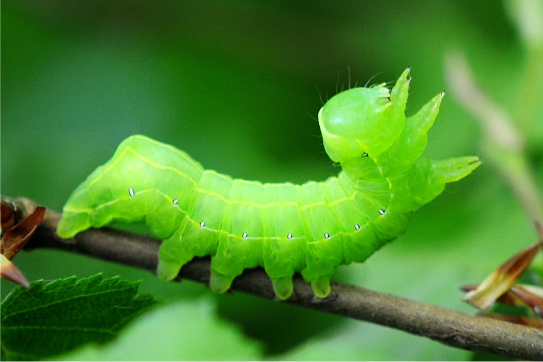 Asteroscopus sphinx (Raupe)
