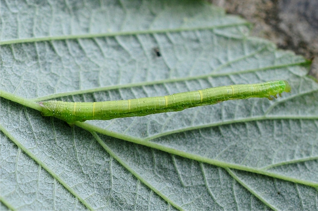 Dysstroma truncata (Raupe)
