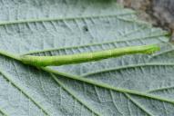Dysstroma truncata (Raupe)