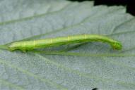 Dysstroma truncata (Raupe)