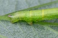 Dysstroma truncata (Raupe)