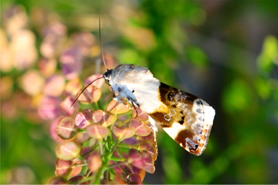 Acontia lucida