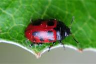 Gonioctena linnaeana