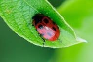 Gonioctena linnaeana