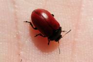 Gonioctena linnaeana