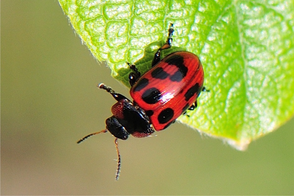 Gonioctena linnaeana