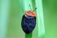 Oiceoptoma thoracica