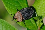 Oiceoptoma thoracica