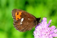 Erebia ligea