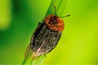 Oiceoptoma thoracica