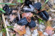 Oiceoptoma thoracica