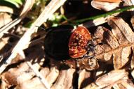 Oiceoptoma thoracica