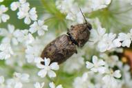 Prosternon tessellatum