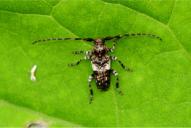 Pogonocherus fasciculatus