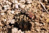 Cicindela sylvicola