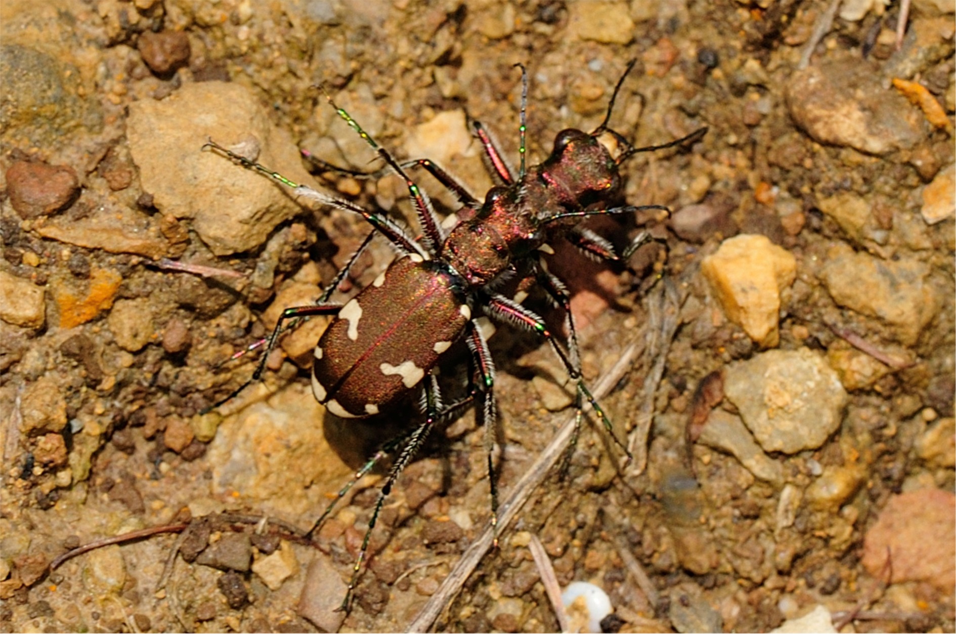 Cicindela sylvicola