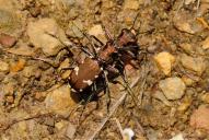 Cicindela sylvicola