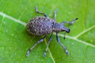 Liophloeus tessulatus