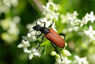 Anastrangalia sanguinolenta